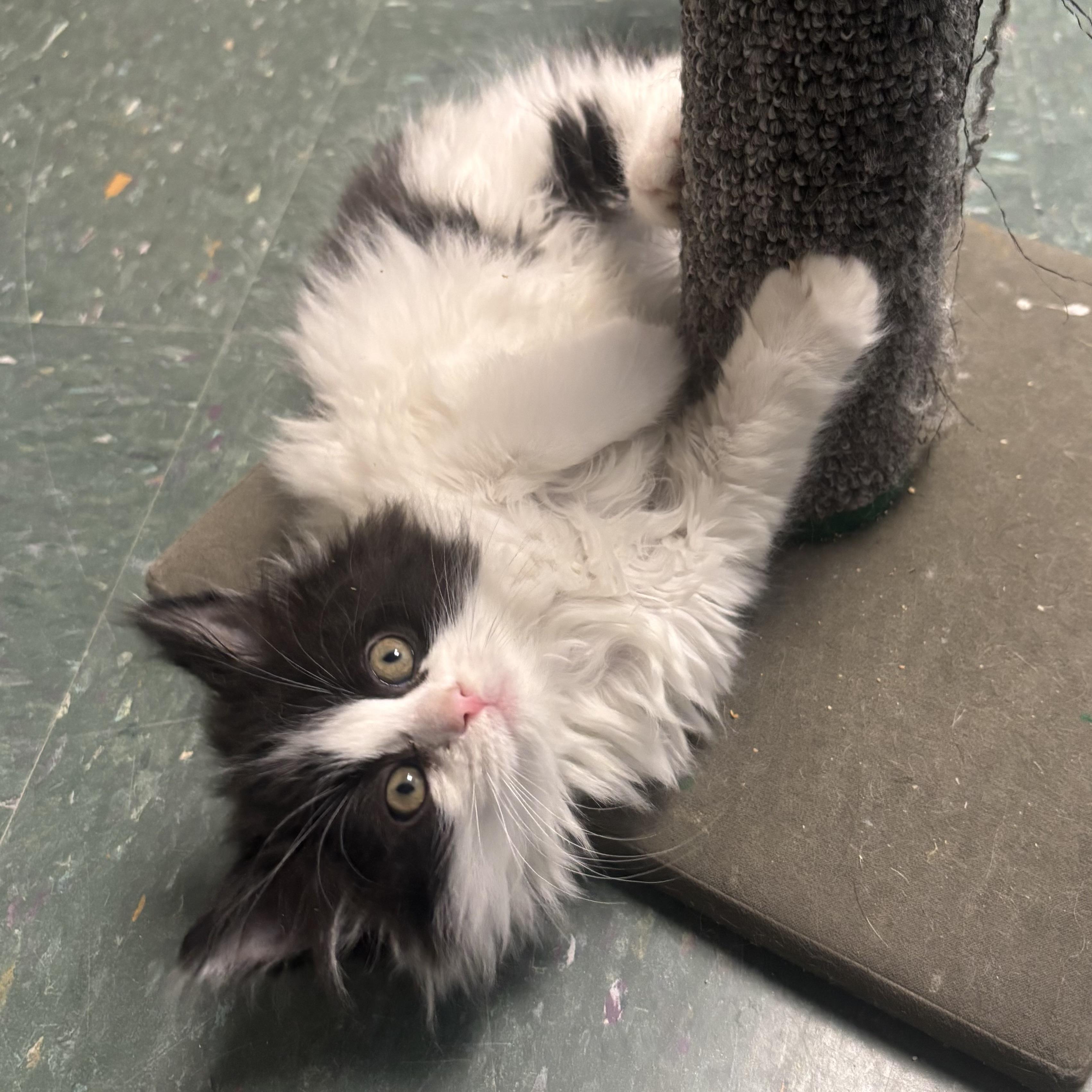 Enlarge Peanut, an adopted Domestic Long Hair in Waynesburg, PA image 4/5