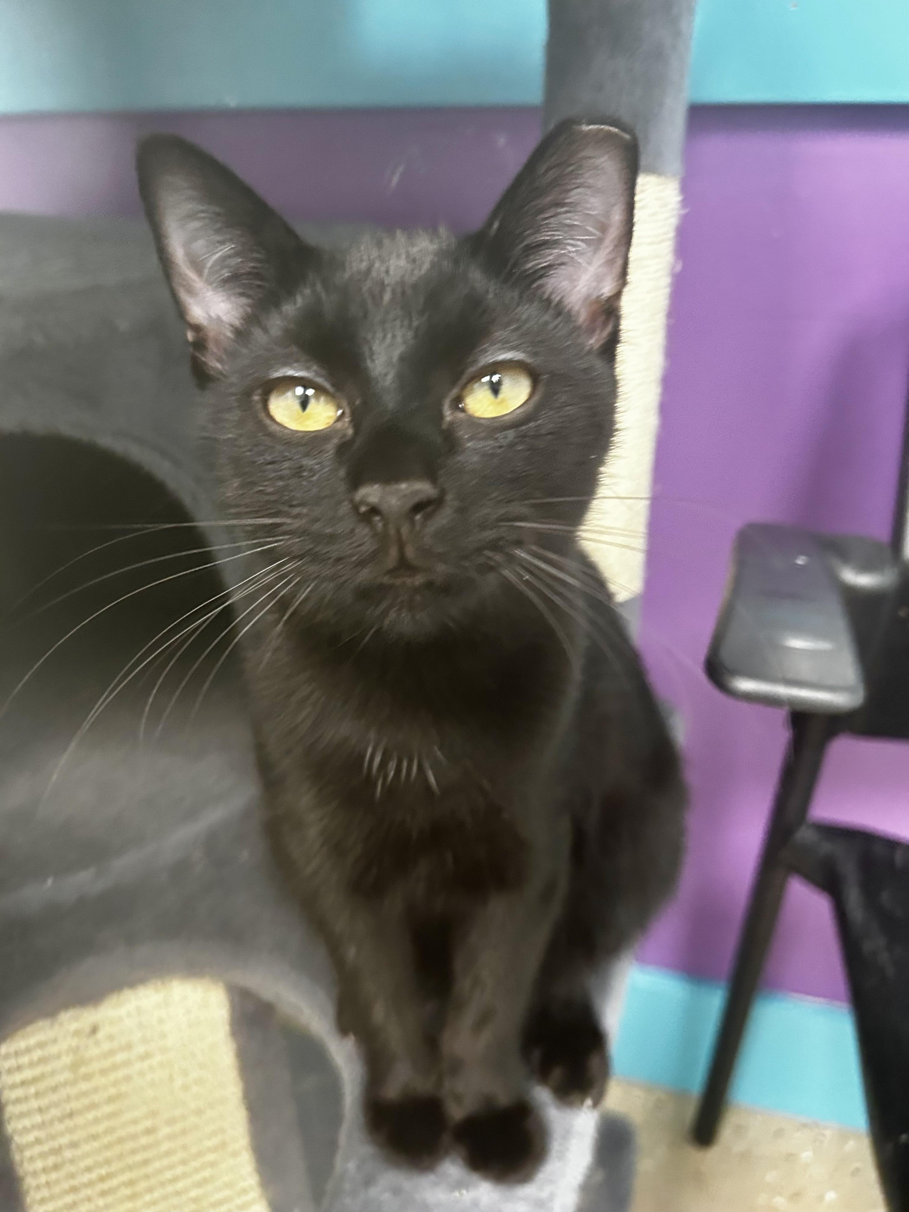 Amara, Adoptable, Kitten Female Domestic Short Hair.