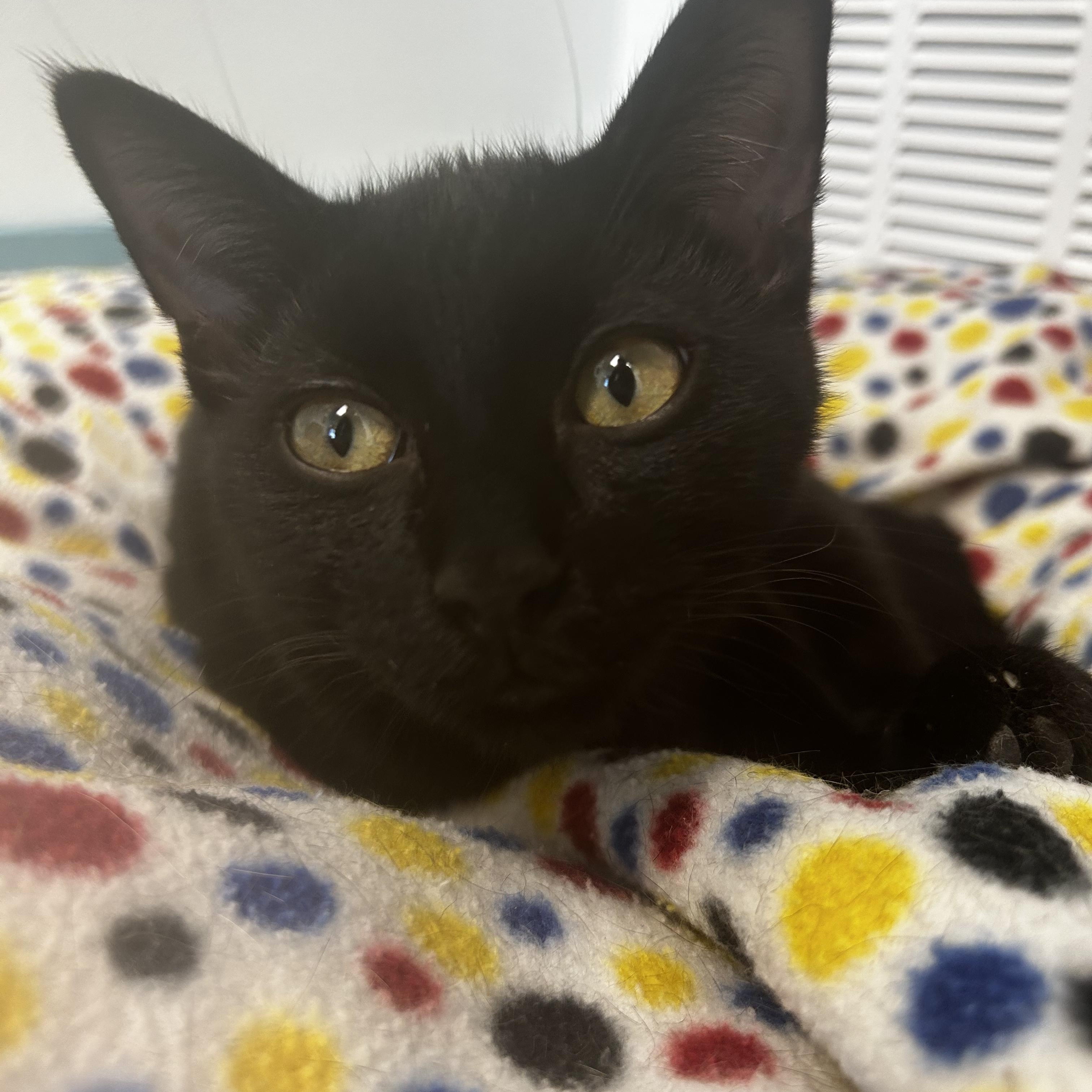 Amara, a Adoptable Domestic Short Hair in Grand Rapids, MI image 5/6