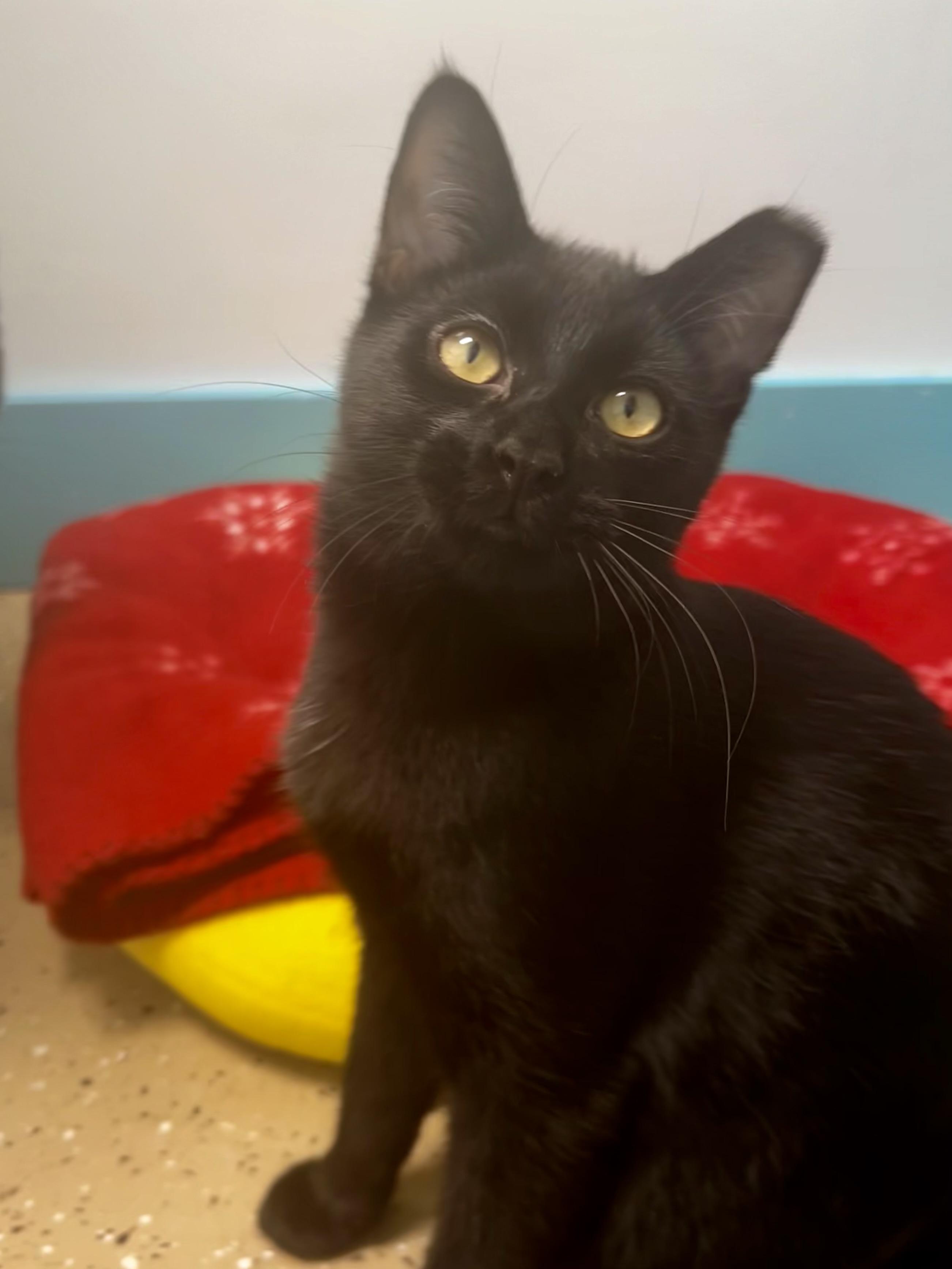 Amara, a Adoptable Domestic Short Hair in Grand Rapids, MI image 2/6