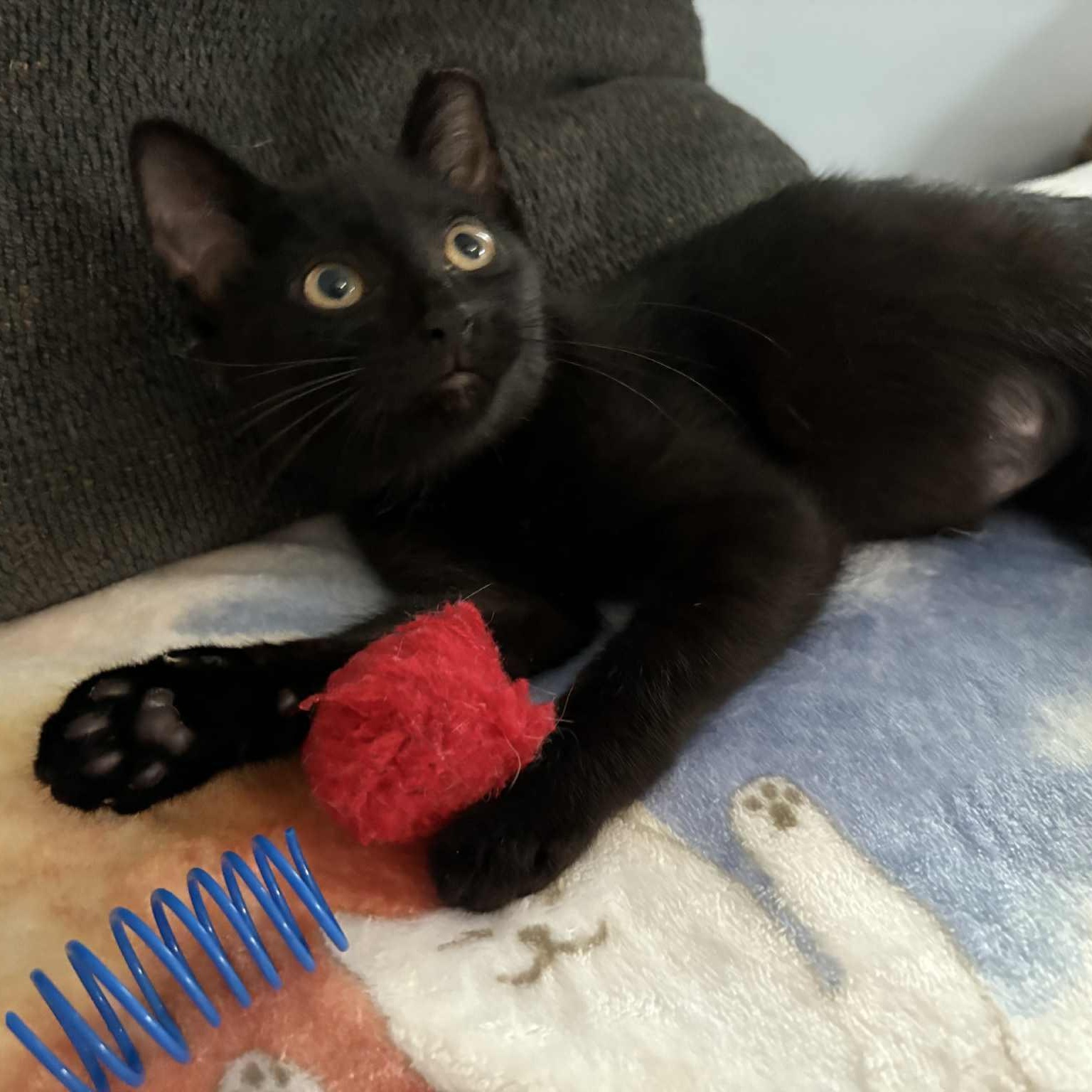 Amara