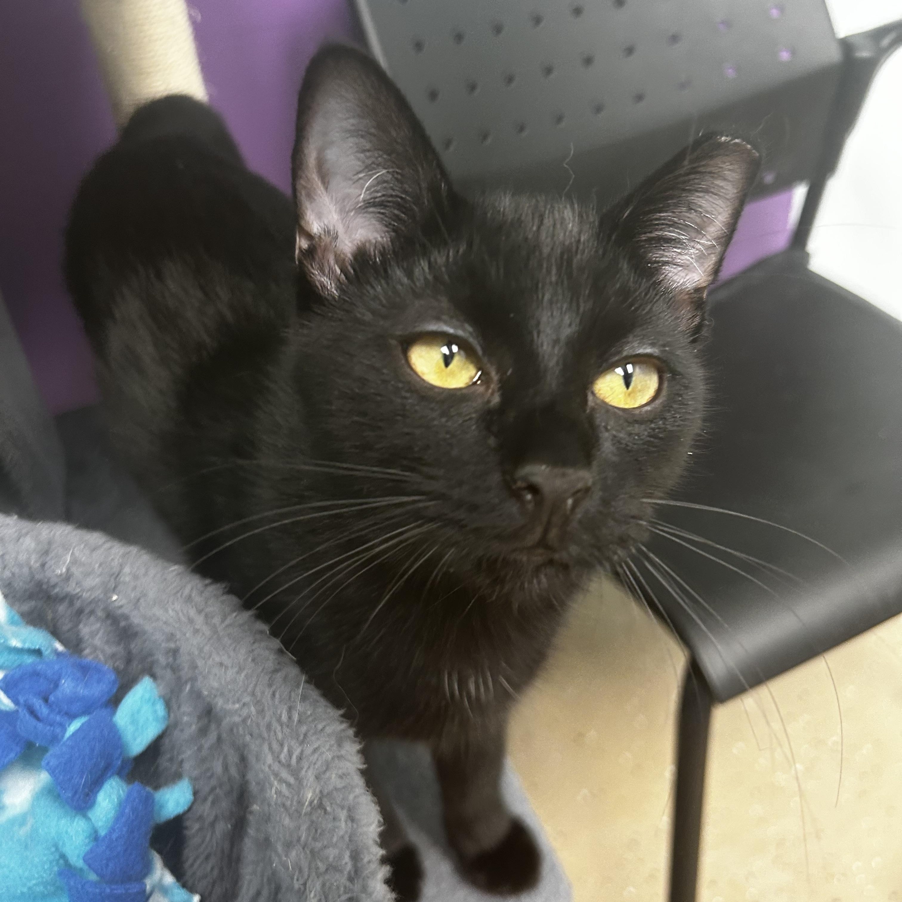 Amara, a Adoptable Domestic Short Hair in Grand Rapids, MI image 4/6