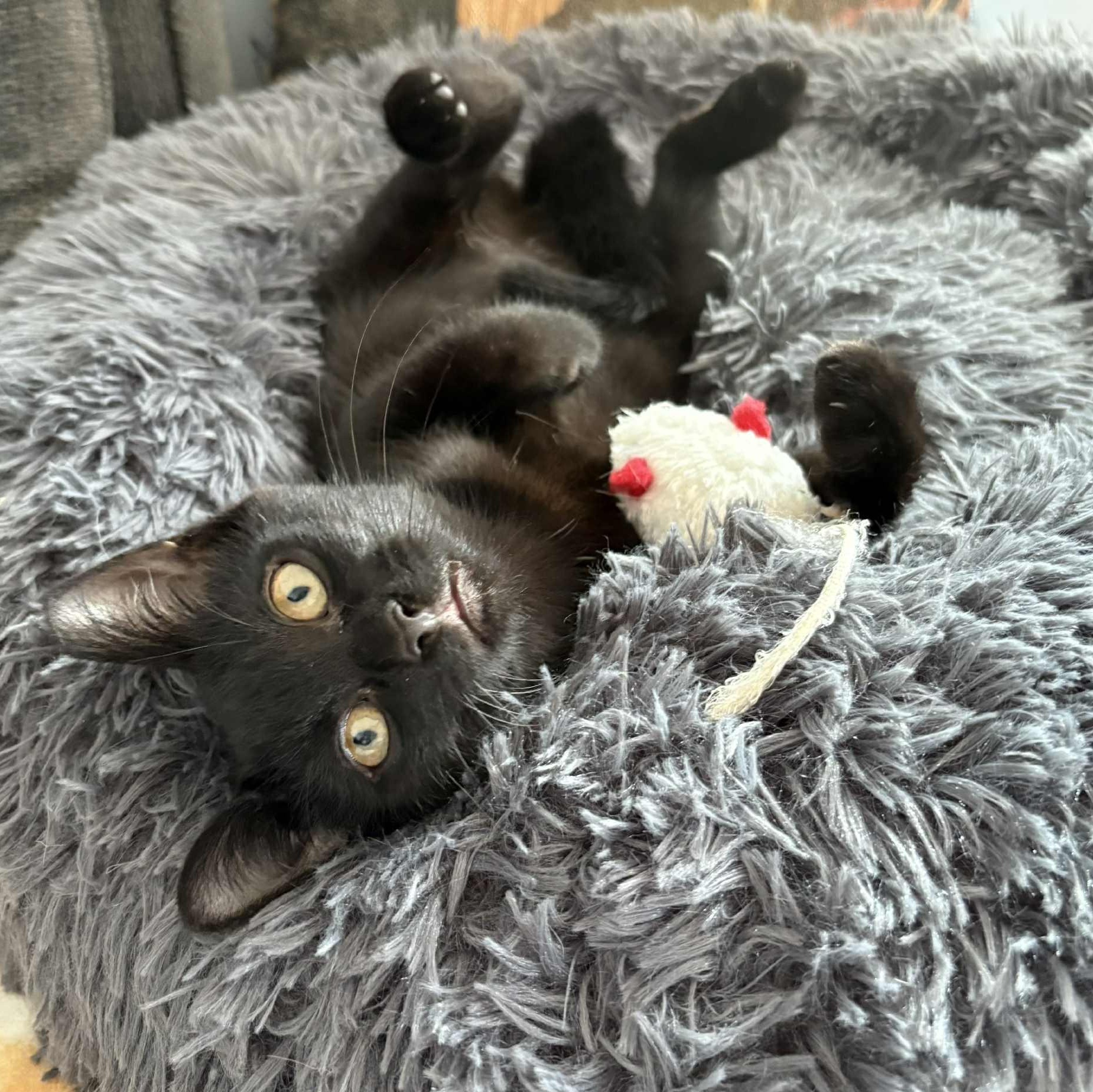 Amara, a Adoptable Domestic Short Hair in Grand Rapids, MI image 6/6