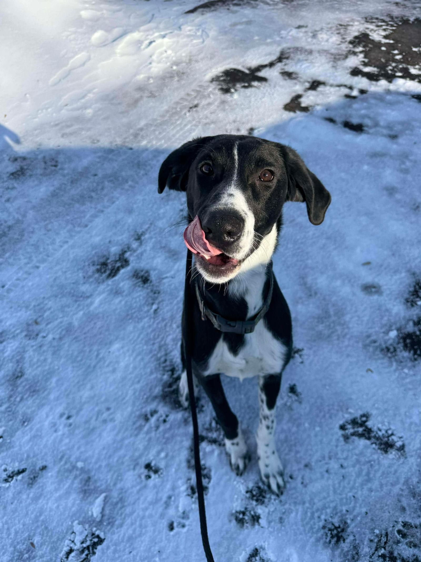 Tobie, Adoptable, Young Male Greyhound & Labrador Retriever.