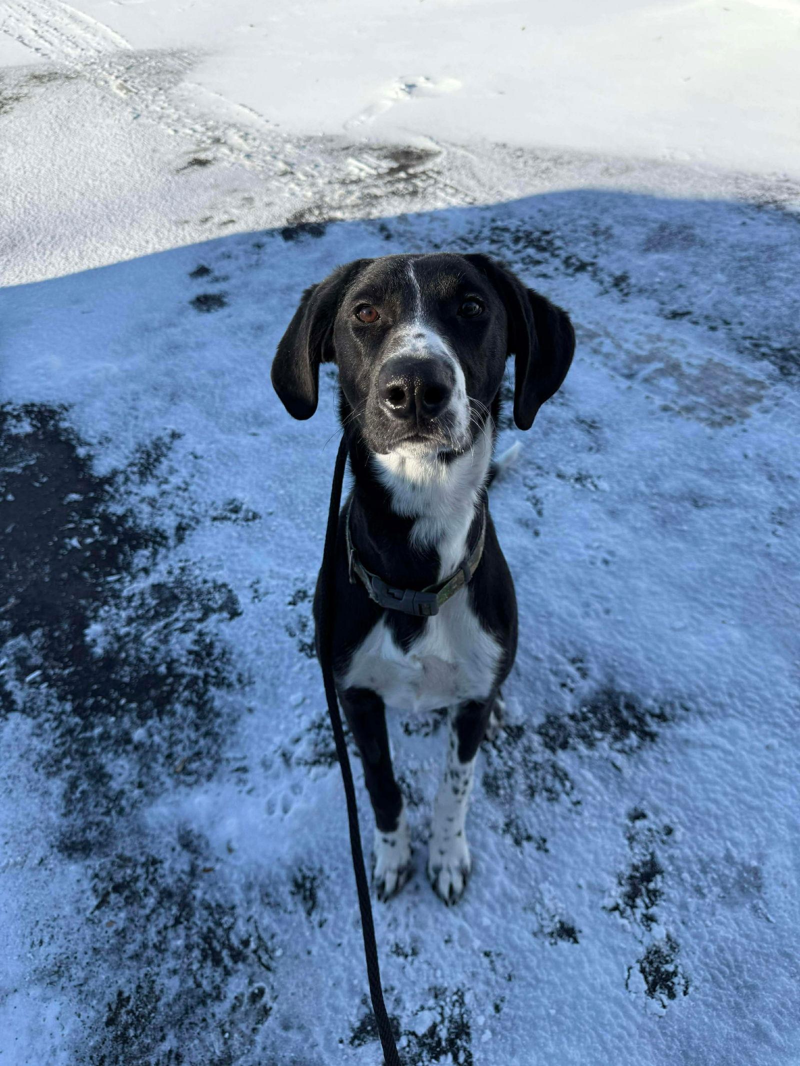Enlarge Tobie, a Adoptable mixed breed in Duluth, MN image 2/3