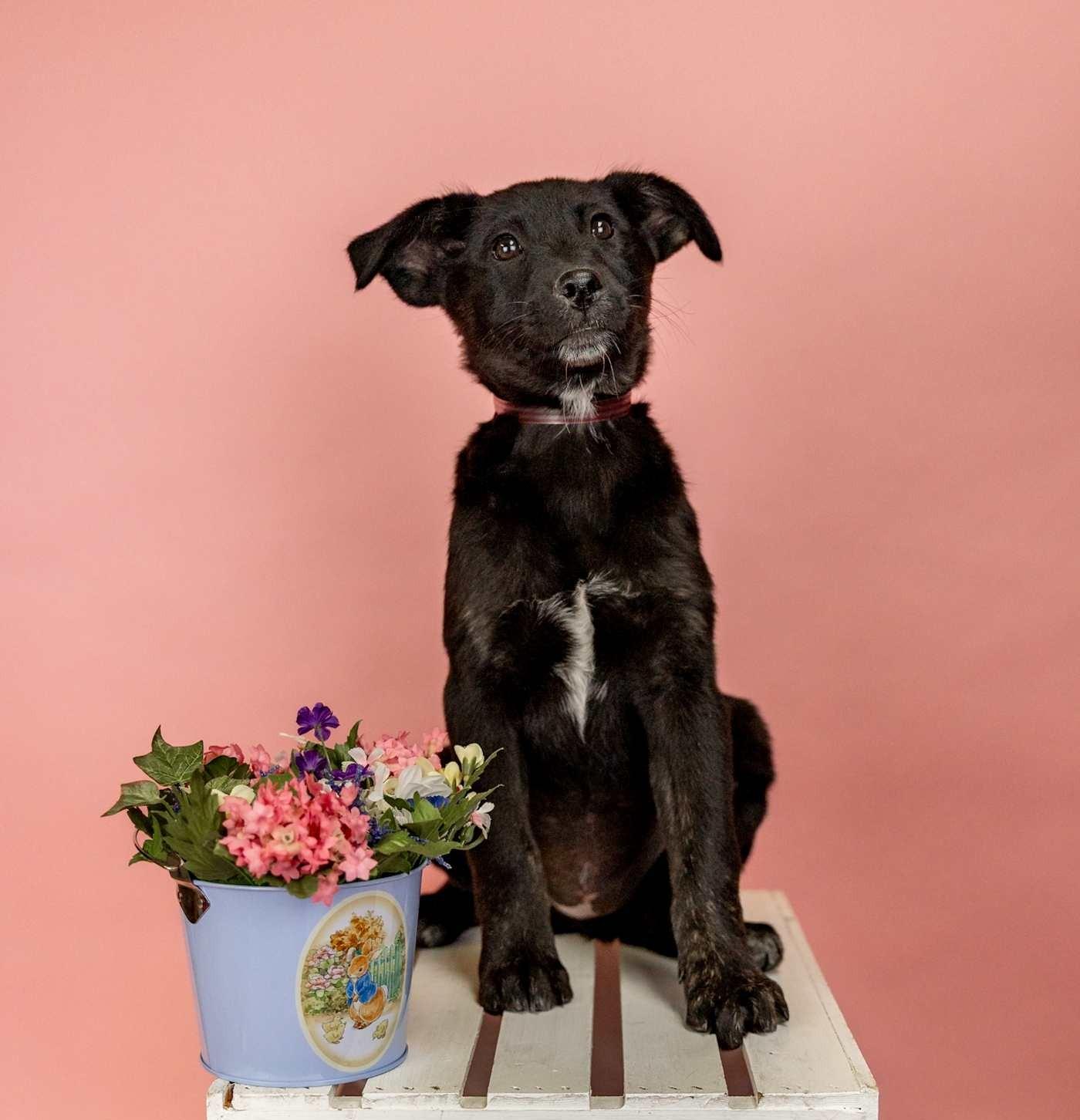 Enlarge 254-26, a ADOPTABLE mixed breed in Brighton, CO image 1/1