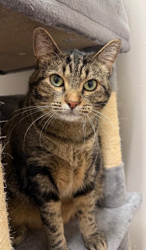 Enlarge Peggy Sue, a Adoptable Domestic Short Hair in Yankton, SD image 1/6