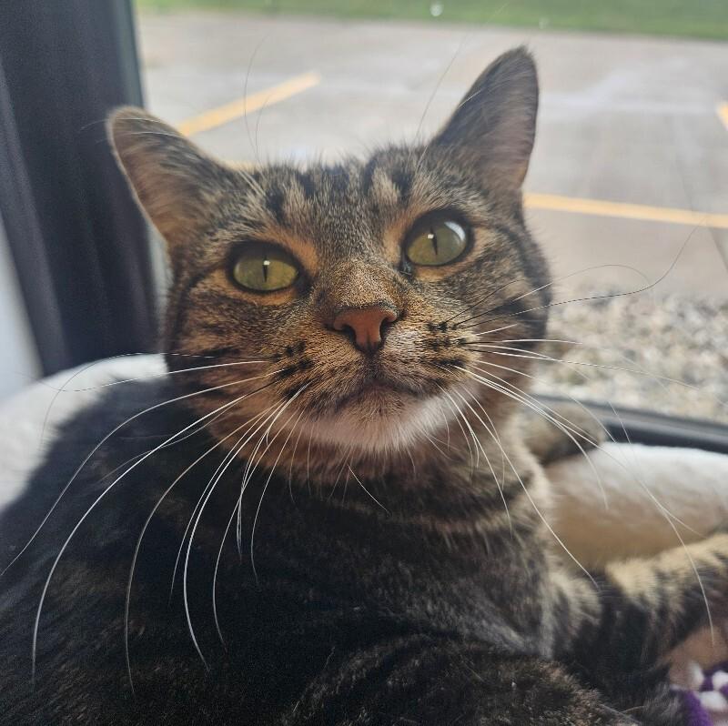 Enlarge Peggy Sue, a Adoptable Domestic Short Hair in Yankton, SD image 2/6