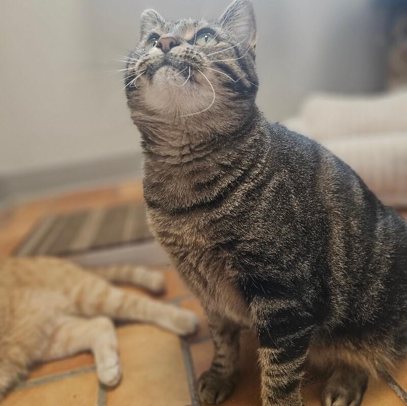 Enlarge Peggy Sue, a Adoptable Domestic Short Hair in Yankton, SD image 3/6