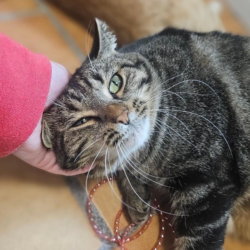 Enlarge Peggy Sue, a Adoptable Domestic Short Hair in Yankton, SD image 4/6
