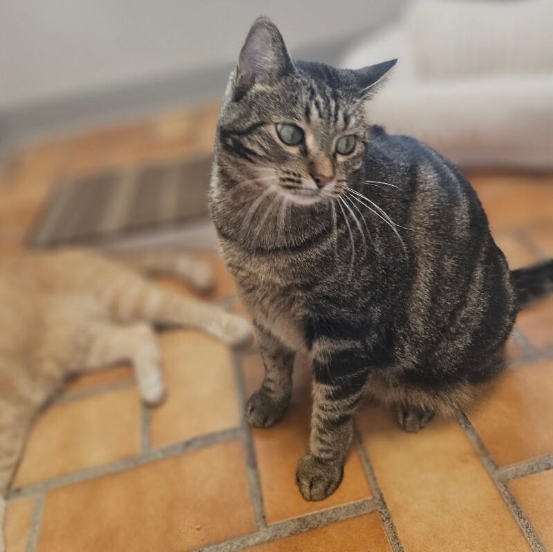 Enlarge Peggy Sue, a Adoptable Domestic Short Hair in Yankton, SD image 5/6