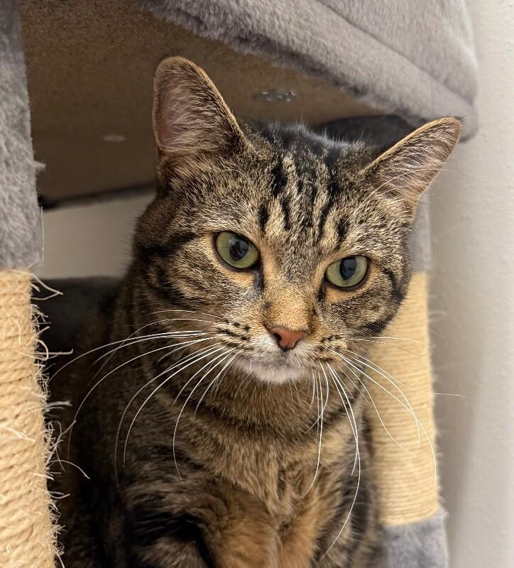 Enlarge Peggy Sue, a Adoptable Domestic Short Hair in Yankton, SD image 6/6