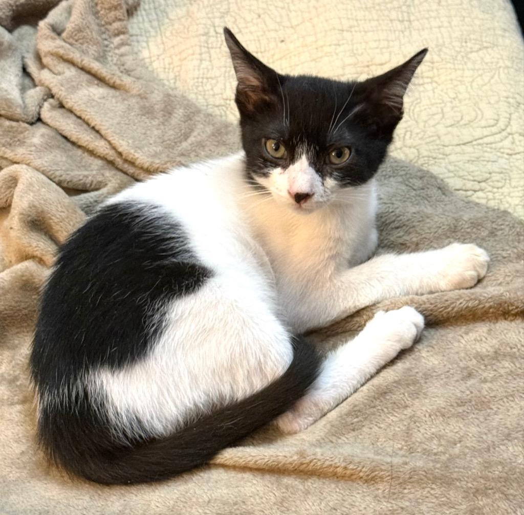 Holland, Adoptable, Kitten Male Domestic Short Hair.