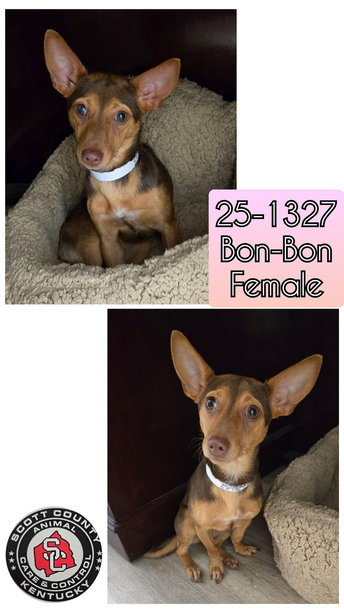 Bon-Bon, Adopted, Young Female Miniature Pinscher & Dachshund.