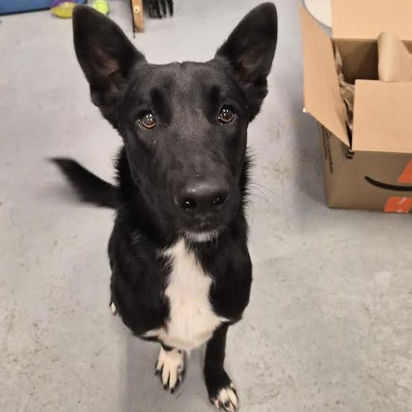 OJ (Other Jack), Adoptable, Adult Male Shepherd & Belgian Shepherd / Malinois.