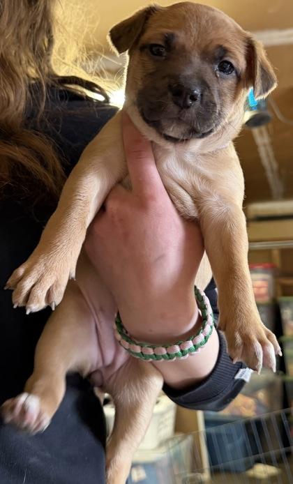 Marigold, Adoptable, Puppy Female Border Collie & Mixed Breed.