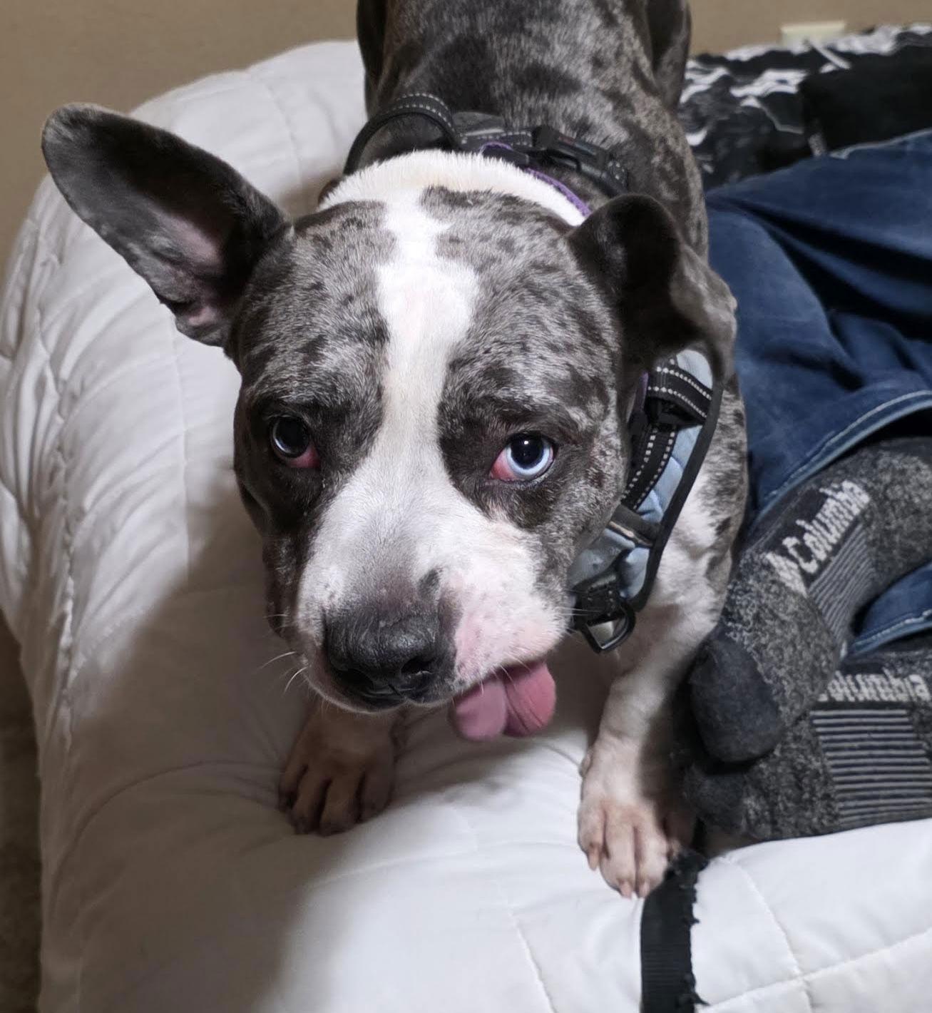 Enlarge Star, a Adoptable mixed breed in St. Cloud, MN image 1/3