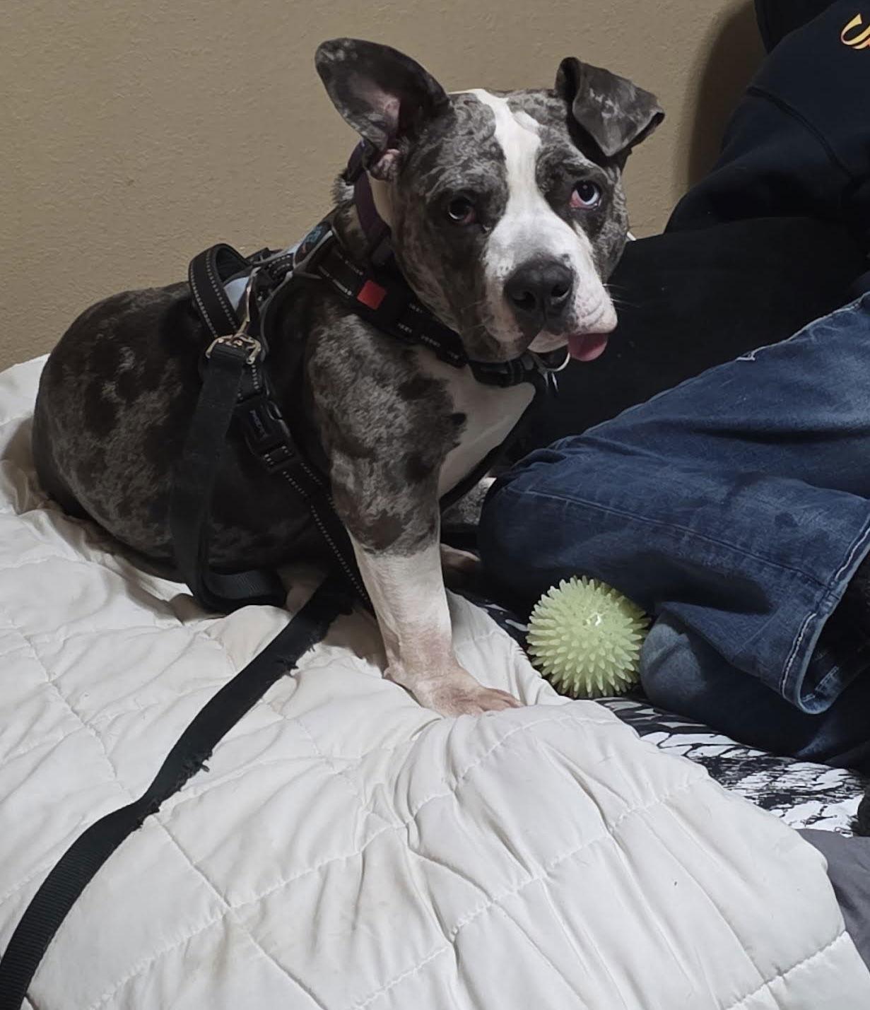 Enlarge Star, a Adoptable mixed breed in St. Cloud, MN image 2/3