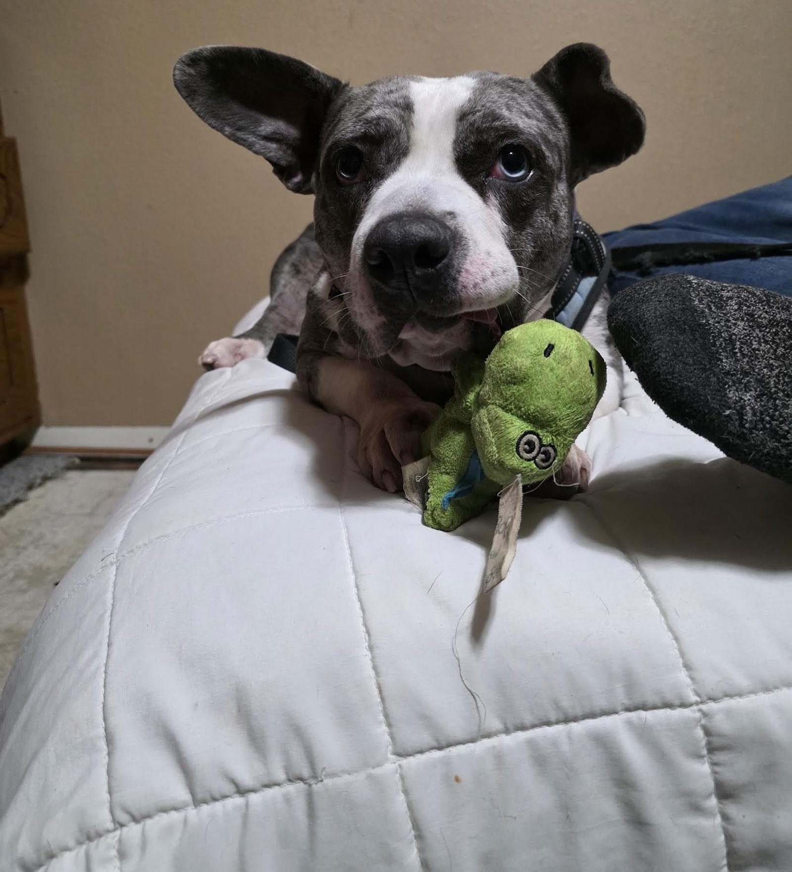 Enlarge Star, a Adoptable mixed breed in St. Cloud, MN image 3/3