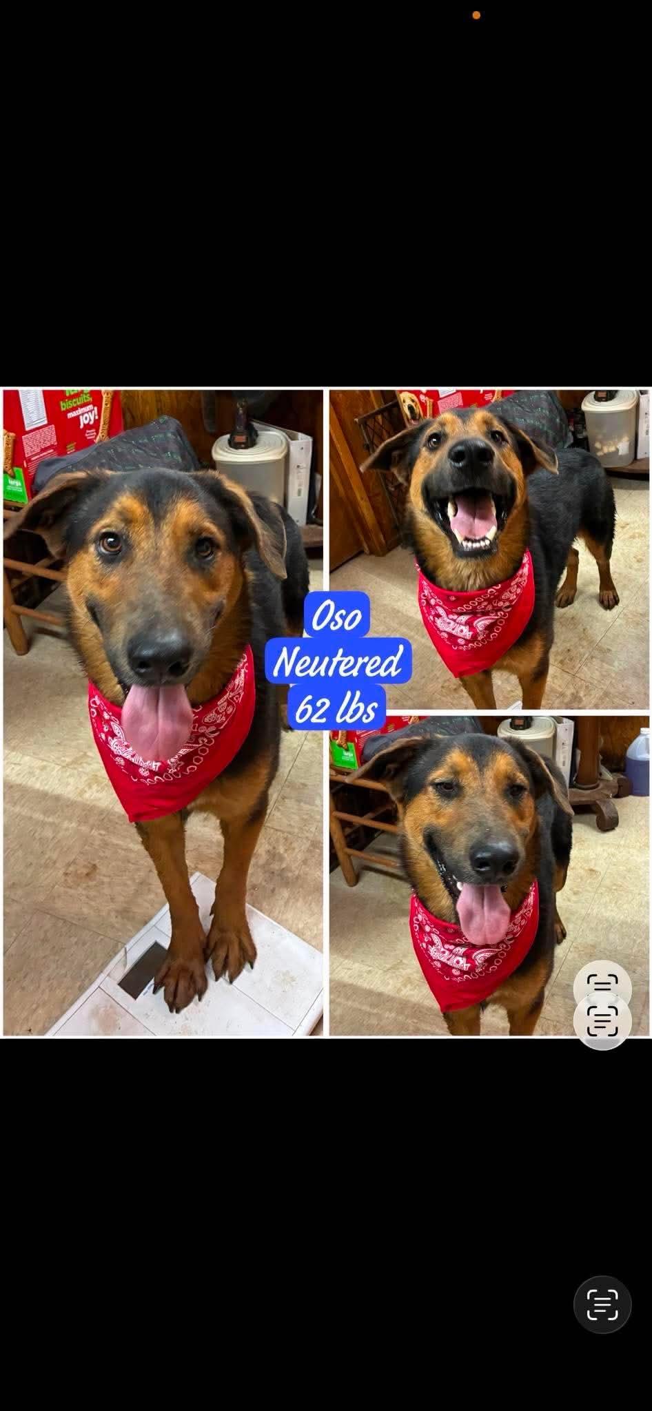 Enlarge Oso, a Adoptable mixed breed in Nashua, NH image 6/6