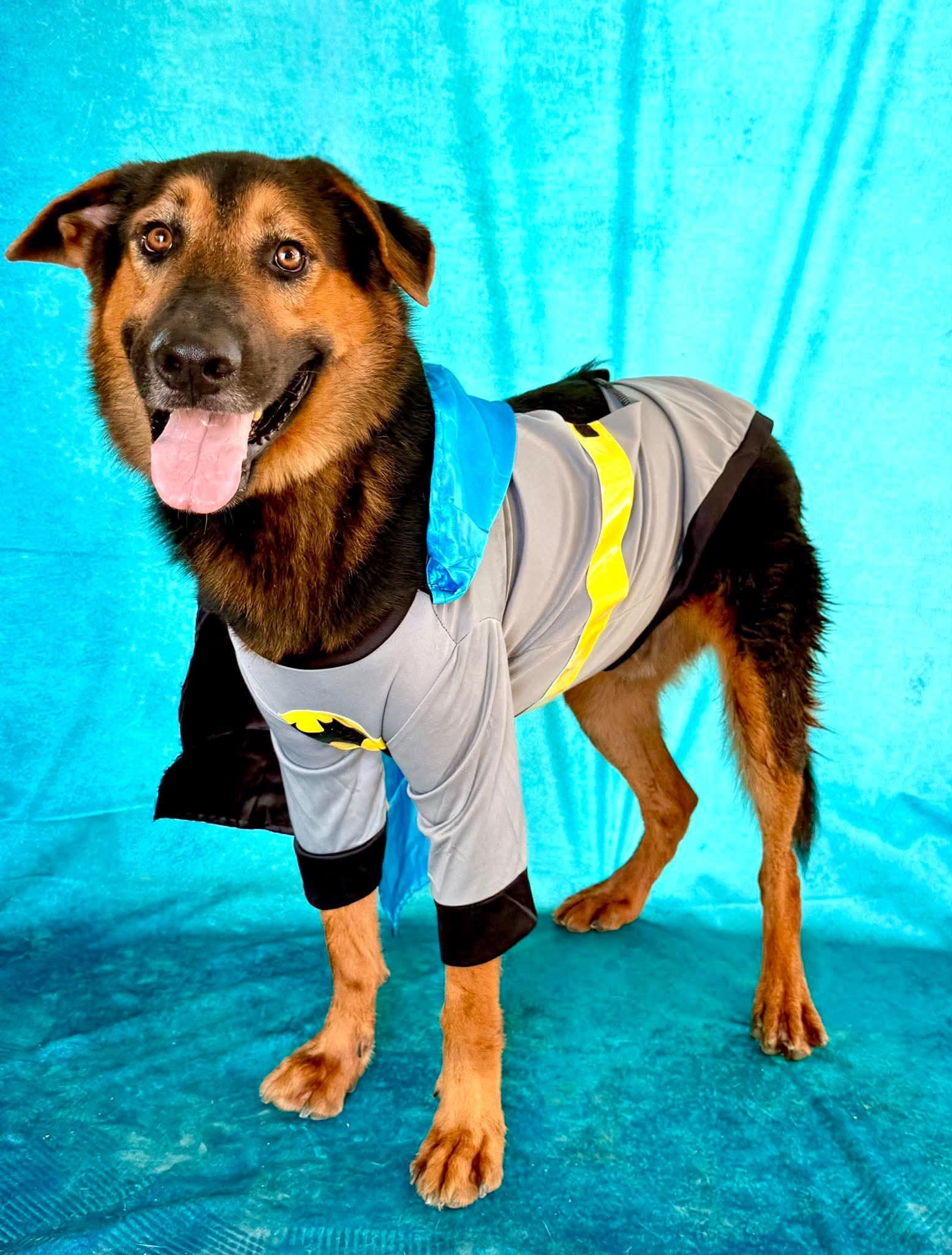 Oso, Adoptable, Adult Male German Shepherd Dog & Rottweiler.