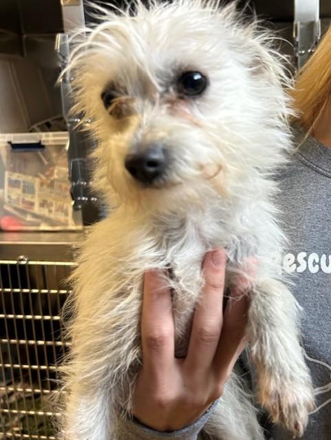 Enlarge Winnie, a Adopted Yorkshire Terrier in Knoxville, TN image 2/2