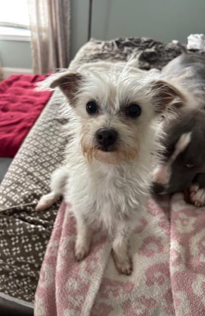 Enlarge Winnie, a Adopted Yorkshire Terrier in Knoxville, TN image 3/5