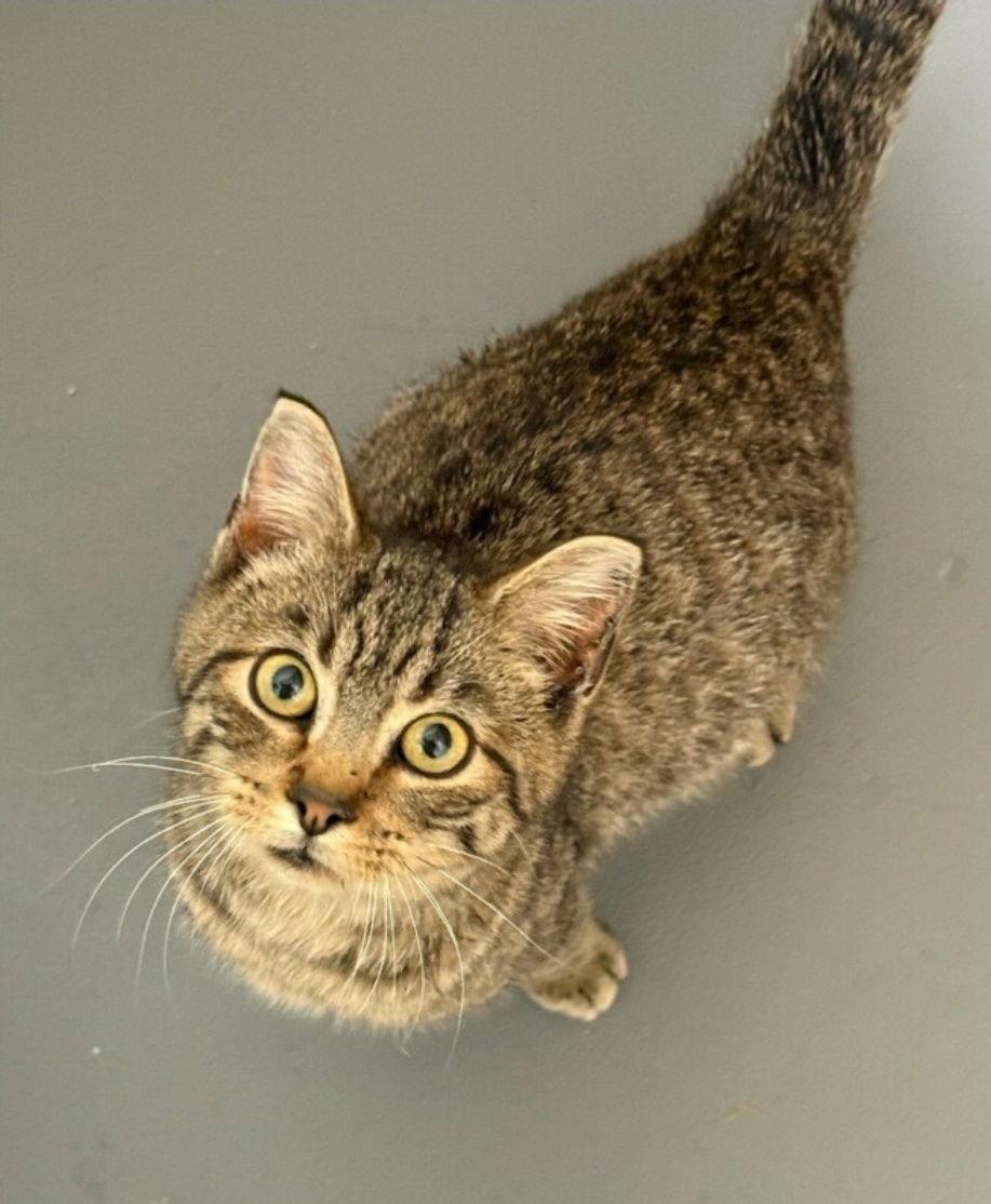 Ru (Available 3/27/26), Adoptable, Young Male Domestic Short Hair.