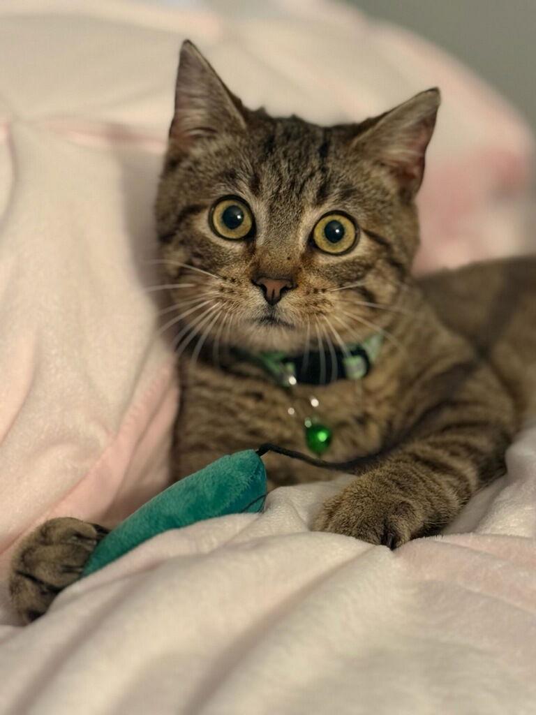 Ru (Available 3/27/26), a Adoptable Domestic Short Hair in Williamsburg, IA image 2/3