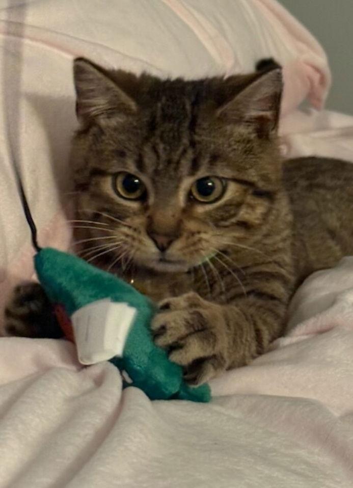 Ru (Available 3/27/26), a Adoptable Domestic Short Hair in Williamsburg, IA image 3/3