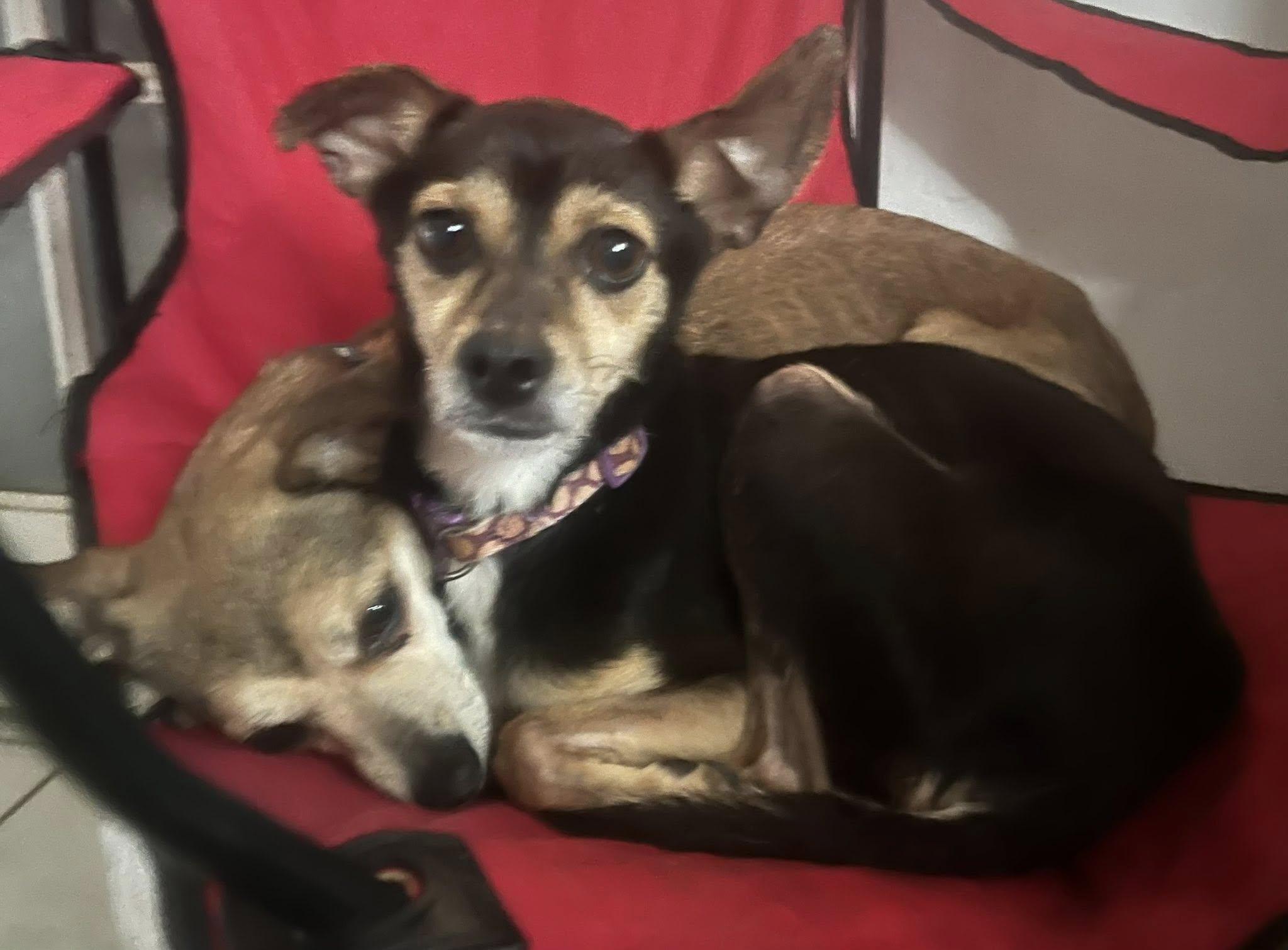 Courtesy Posting Maggie and Millie