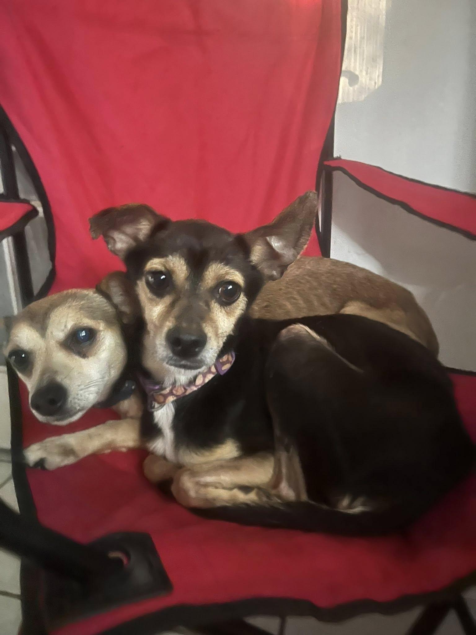 Courtesy Posting Maggie and Millie