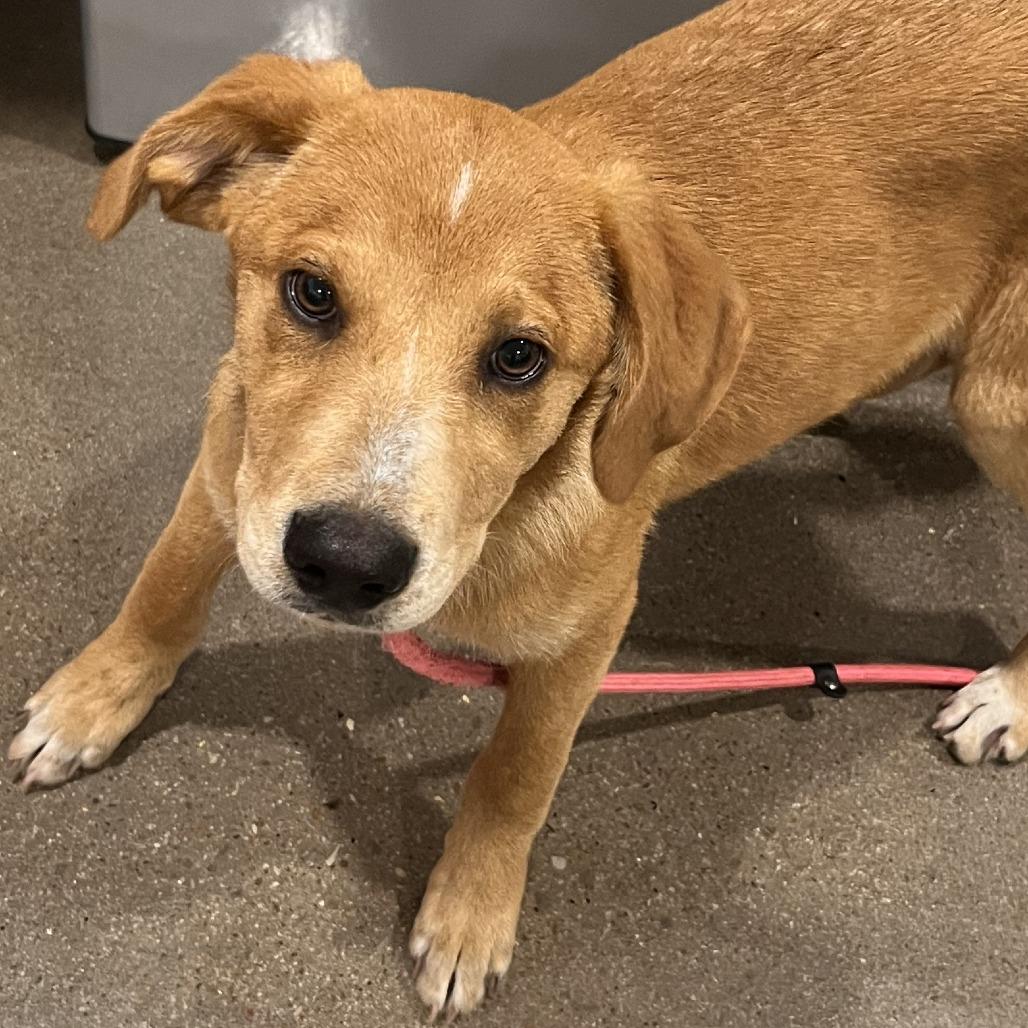 Enlarge Blossom, a Adoptable mixed breed in Washburn, MO image 1/1