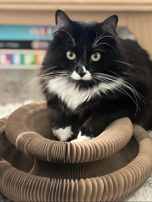 Luna, ADOPTABLE, Young Female Domestic Medium Hair.