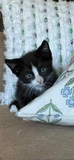 Enlarge SYLVESTER, a Adoptable Domestic Short Hair in Sacramento, CA image 1/1