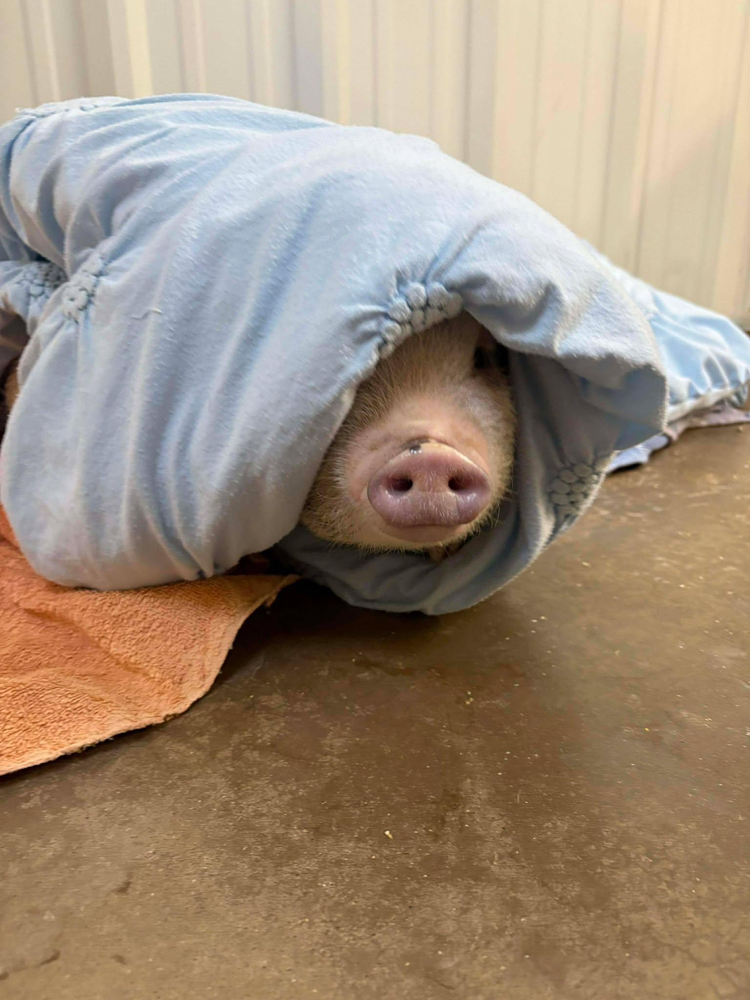 Enlarge Geraldine, an adopted Pig in Richmond, KY image 3/6