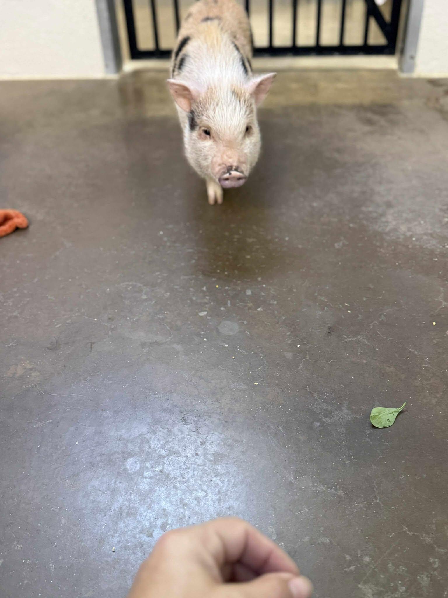 Enlarge Geraldine, an adopted Pig in Richmond, KY image 6/6