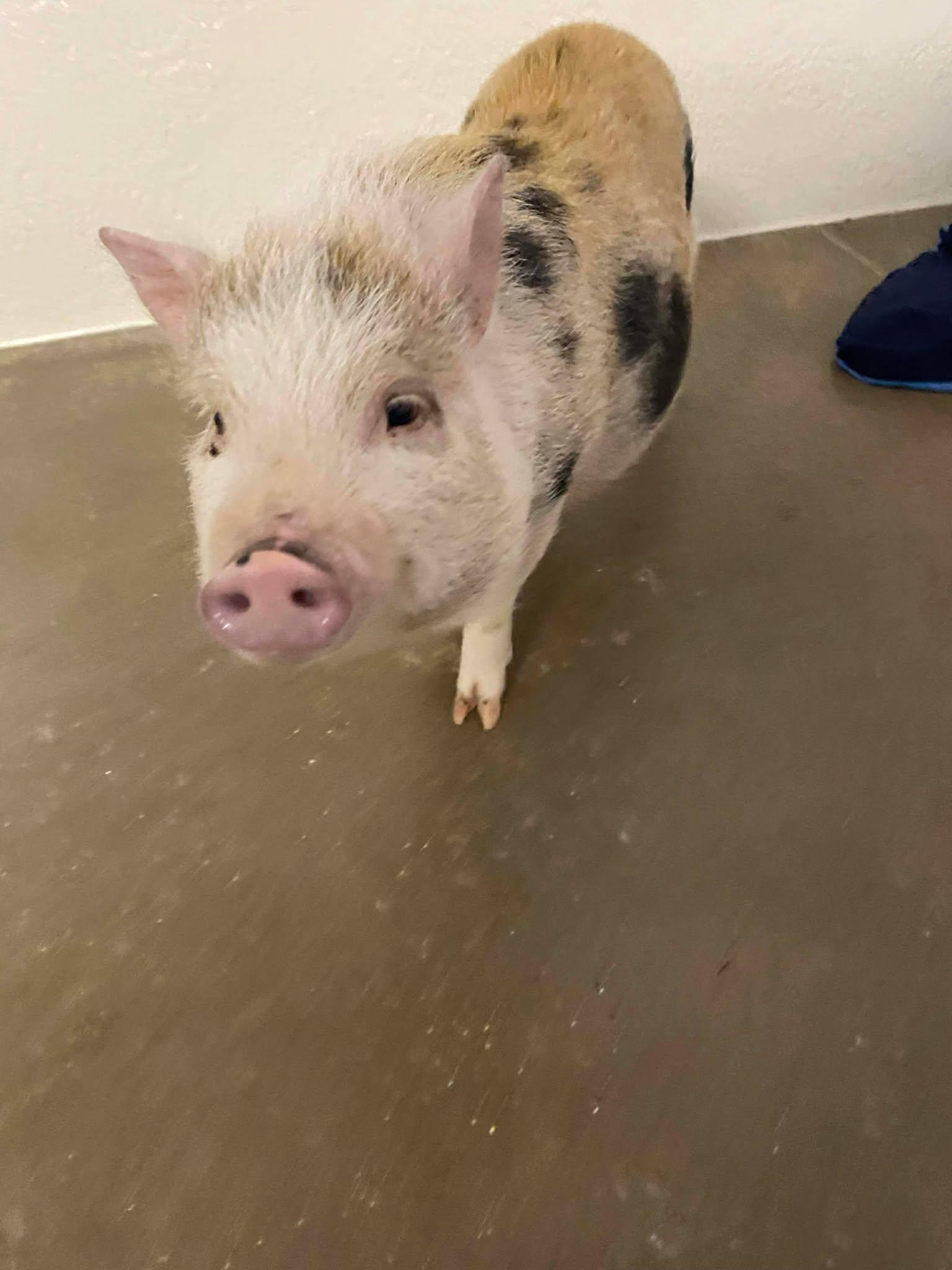 Geraldine, adopted, Young Female Pig.