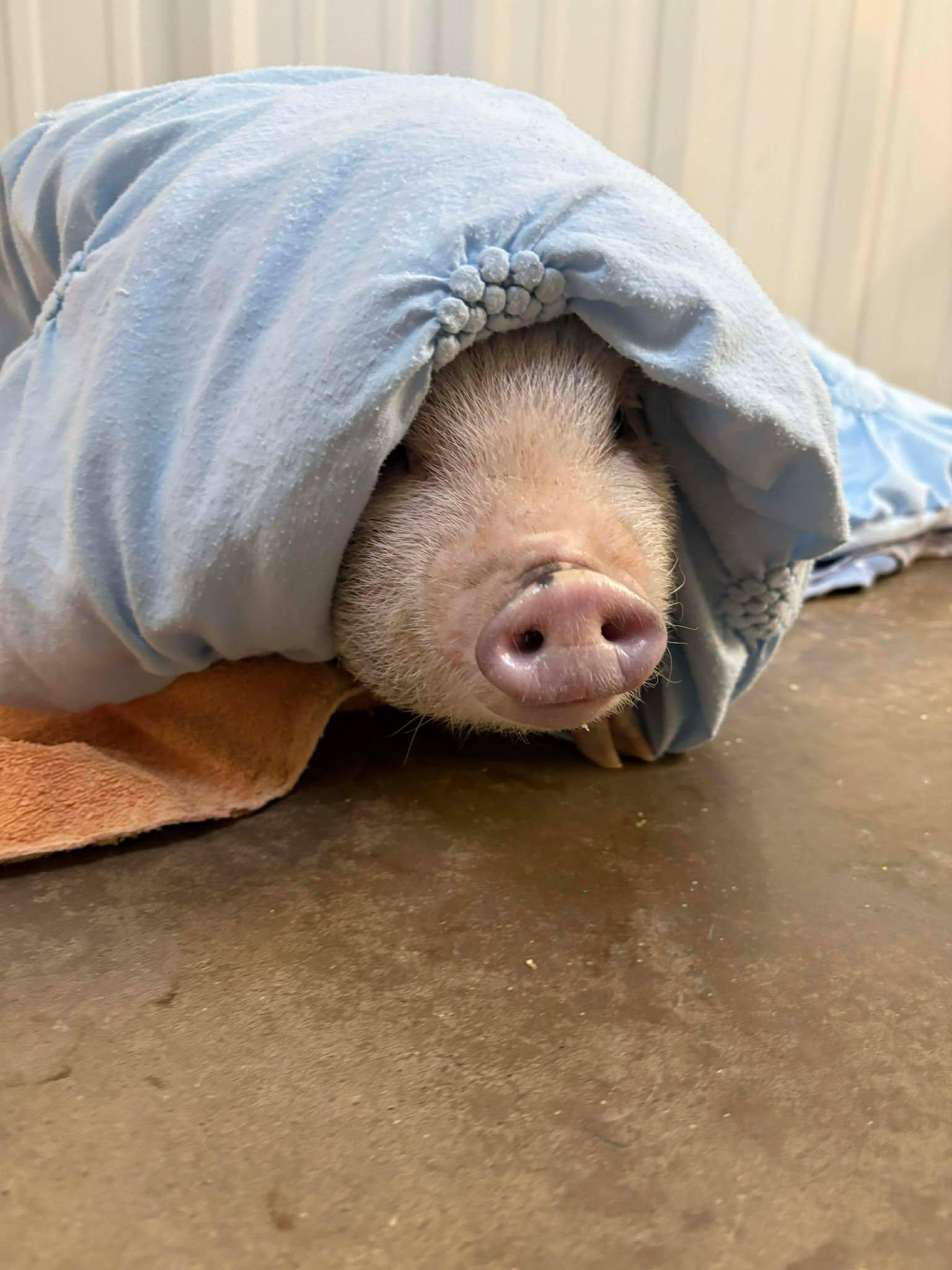 Enlarge Geraldine, an adopted Pig in Richmond, KY image 2/6