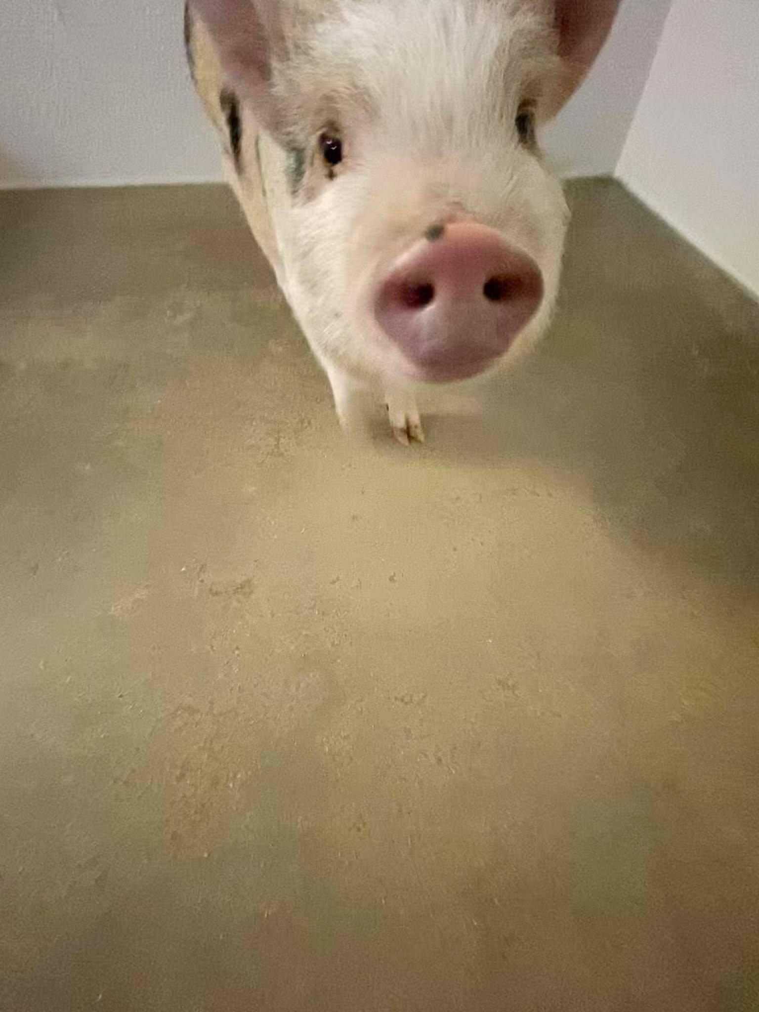 Enlarge Geraldine, an adopted Pig in Richmond, KY image 4/6