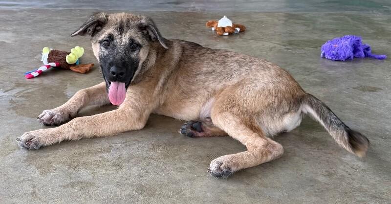 Enlarge Jelly, a Adoptable mixed breed in Katy, TX image 1/6