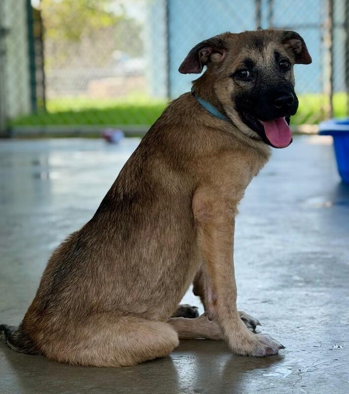 Enlarge Jelly, a Adoptable mixed breed in Katy, TX image 2/6