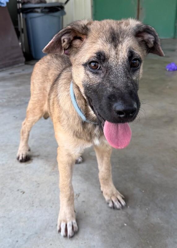 Enlarge Jelly, a Adoptable mixed breed in Katy, TX image 3/6