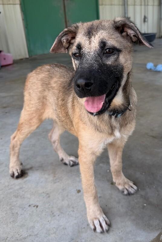 Enlarge Jelly, a Adoptable mixed breed in Katy, TX image 4/6