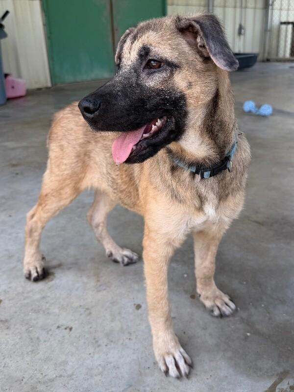 Enlarge Jelly, a Adoptable mixed breed in Katy, TX image 5/6