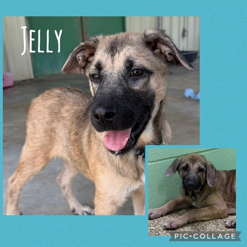 Enlarge Jelly, a Adoptable mixed breed in Katy, TX image 6/6