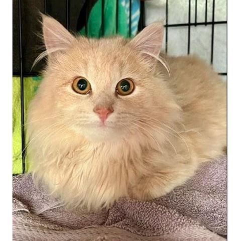 Jasper, ADOPTABLE, Kitten Male Tabby.