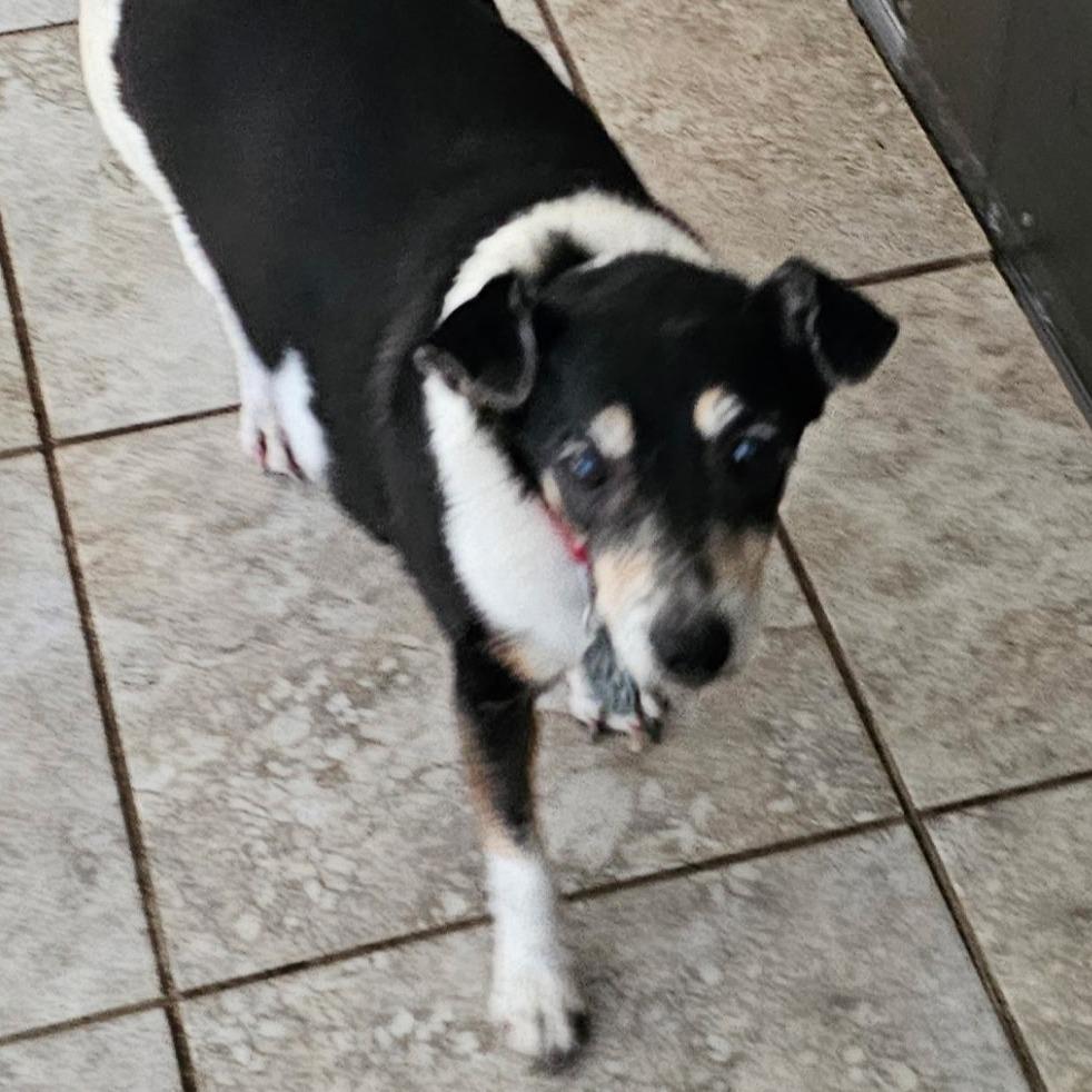 Gladys-I'm in a foster home, Call to meet with me!, Adoptable, Senior Female Jack Russell Terrier.