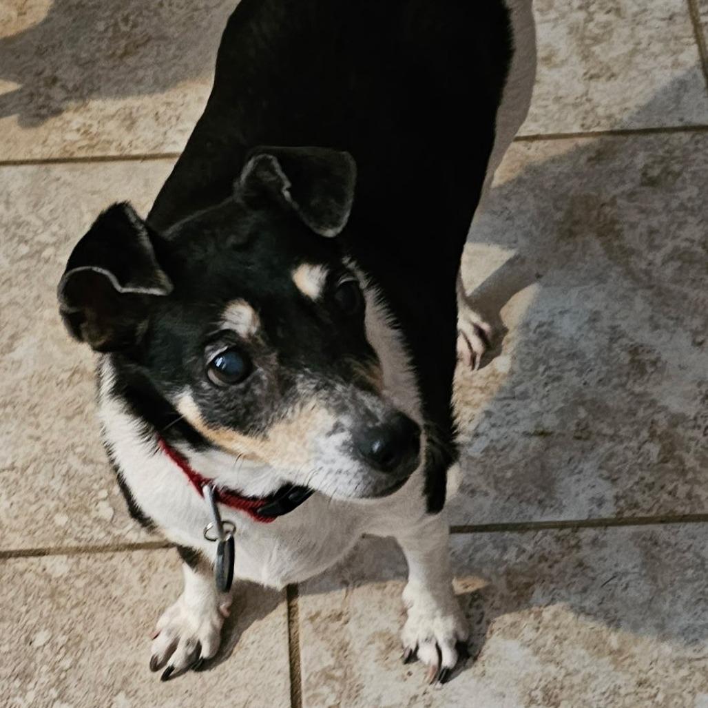 Enlarge Gladys-I'm in a foster home, Call to meet with me!, a Adoptable Jack Russell Terrier in Bristol, IN image 2/5