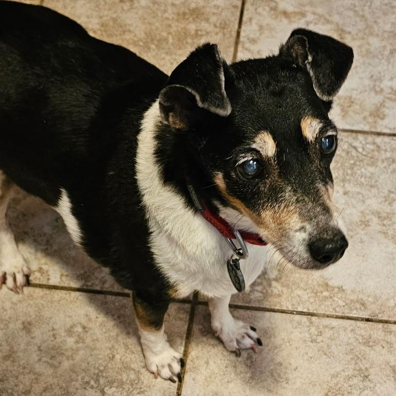 Enlarge Gladys-I'm in a foster home, Call to meet with me!, a Adoptable Jack Russell Terrier in Bristol, IN image 3/5